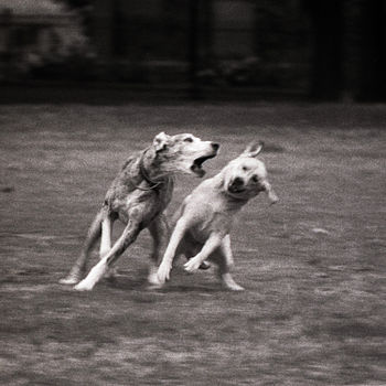 Dogs in Grange Park, Toronto, Canada.